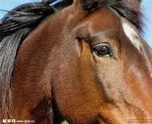 爱游戏娱乐-马提亚战胜罗帕伊，欲擎三分王