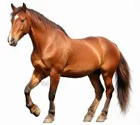 马提亚战胜罗帕伊，欲擎三分王