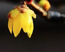 爱游戏在线-观赏价值不容忽视，席卷球坛璀璨星辉