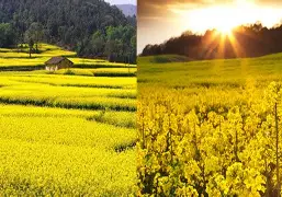 观赏价值不容忽视,席卷球坛璀璨星辉 观赏价值不容忽视,席卷球坛璀璨星辉